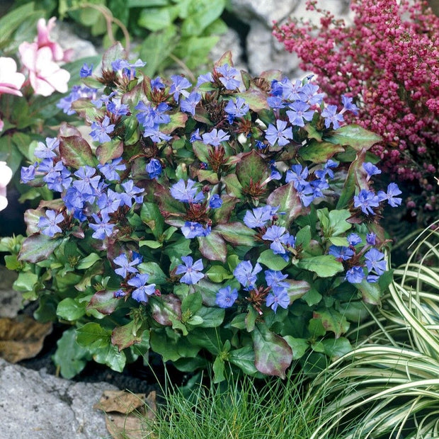 Hardy plumbago | Ceratostigma plumbaginoides Perennial Bedding