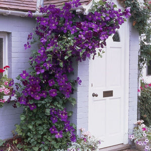 Clematis 'The President' Climbing Plants