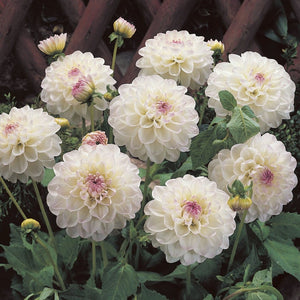 Dahlia 'Eveline' Perennial Bedding