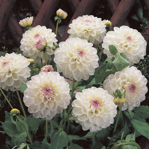 Dahlia 'Eveline' Perennial Bedding