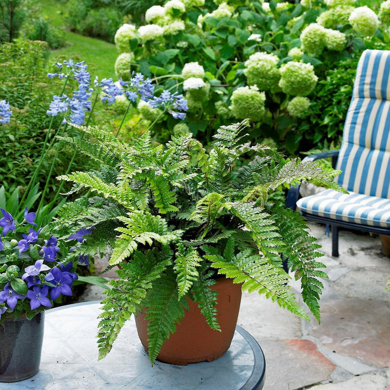 Tassel Fern | Polystichum polyblepharum Perennial Bedding
