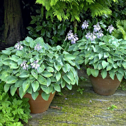 Hosta Blue Cadet Perennial Bedding