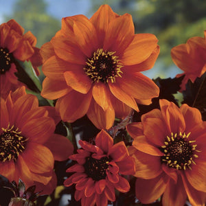 Dahlia 'Bishop of Oxford' Perennial Bedding