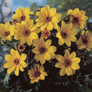 Dahlia 'Bishop of York' Perennial Bedding