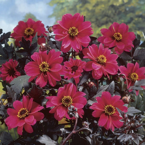 Dahlia 'Bishop of Canterbury' Perennial Bedding
