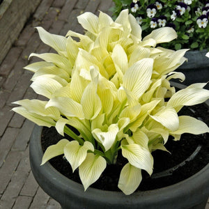 Hosta 'White Feather'