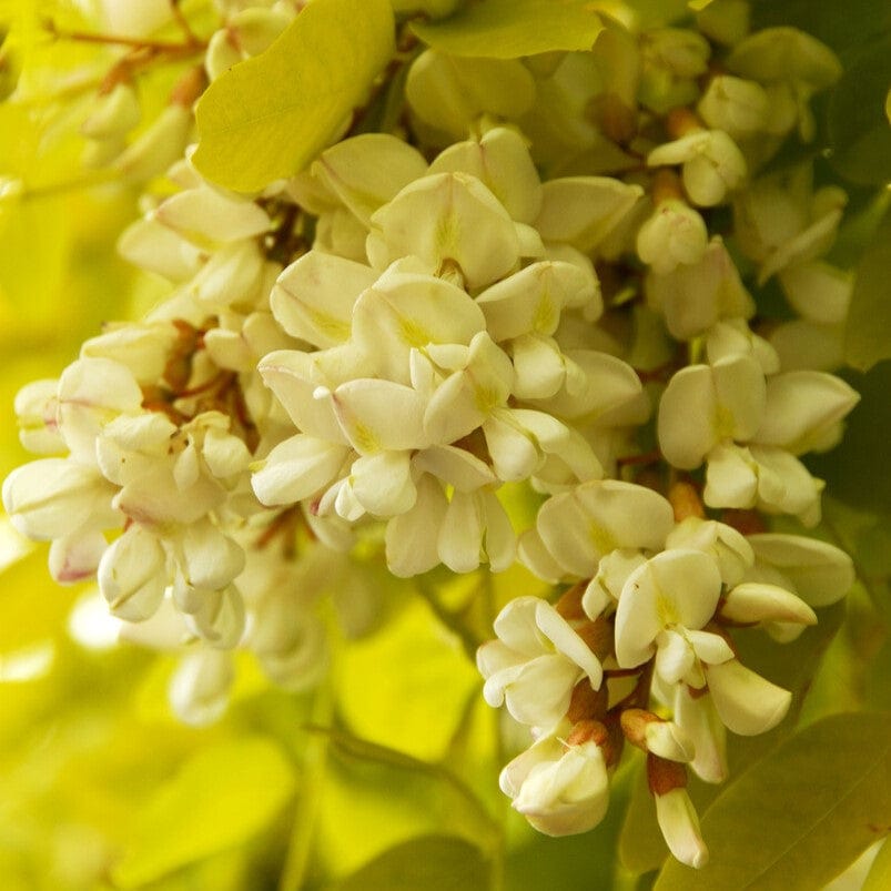 Golden False Acacia | Robinia pseudoacacia 'Frisia' – Roots Plants