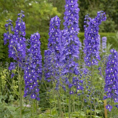 Delphinium elatum 'Blue Nile' Perennial Bedding