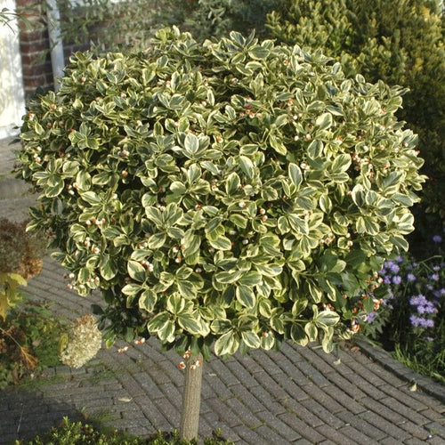 Patio Spindle Tree | Euonymus fortunei 'Emerald Gaiety' Ornamental Trees