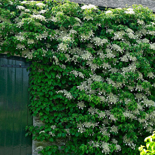 Climbing Hydrangea | Hydrangea petiolaris Climbing Plants