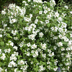 Philadelphus 'Belle Etoile' Shrubs