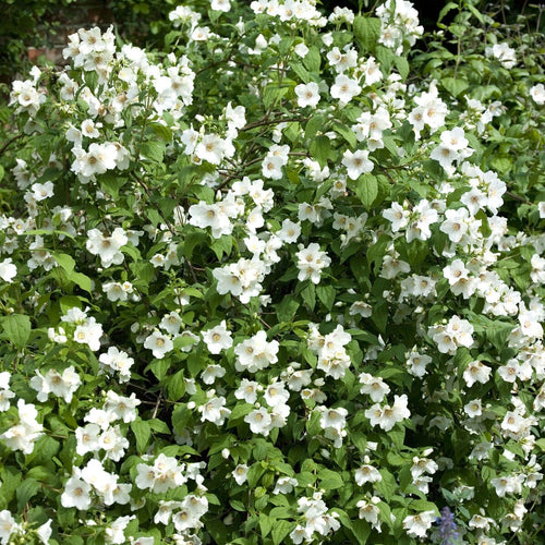 Philadelphus 'Belle Etoile' Shrubs