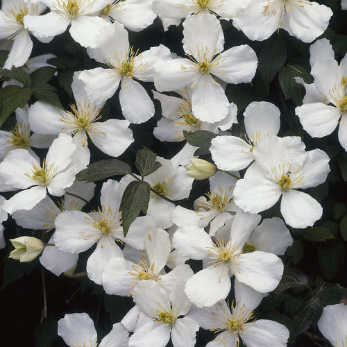 Clematis montana 'Grandiflora' Climbing Plants