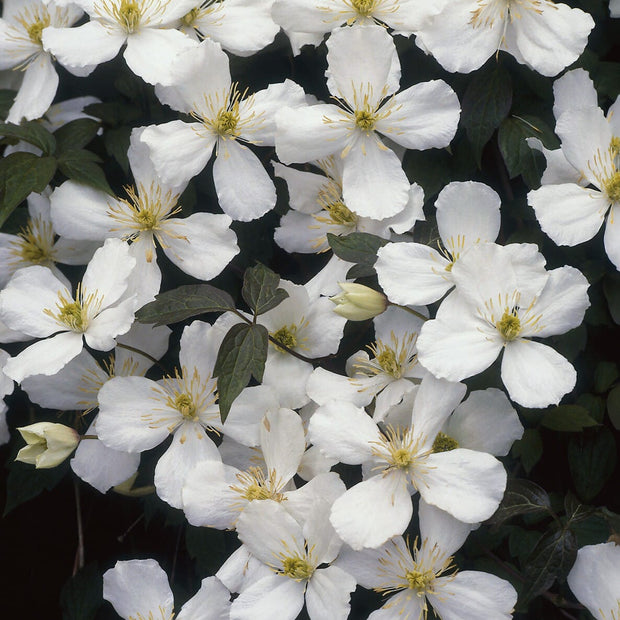 Clematis montana 'Grandiflora' Climbing Plants