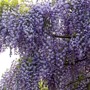 Japanese Wisteria | Wisteria floribunda 'Domino' Climbing Plants