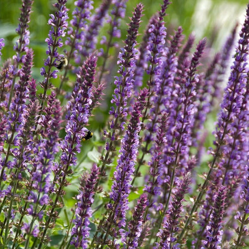 Salvia 'Amethyst' Perennial Bedding
