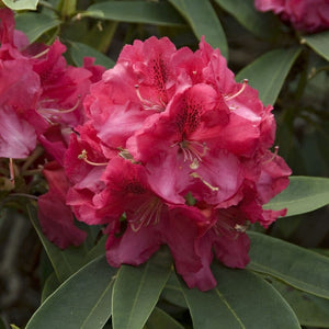 Rhododendron 'Wilgen's Ruby' Shrubs