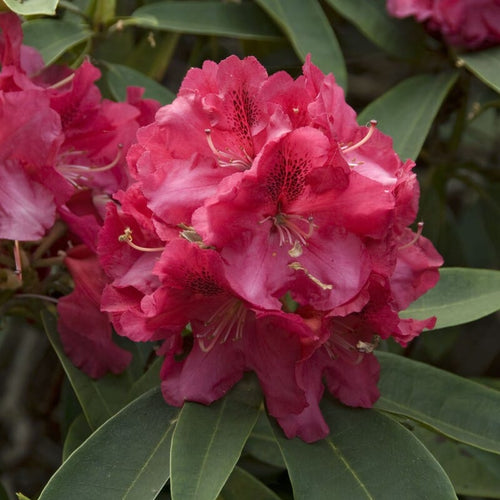 Rhododendron 'Wilgen's Ruby' Shrubs