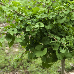 Patio Ginkgo Tree | Ginkgo biloba 'Mariken' Ornamental Trees