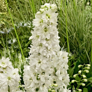 Delphinium 'Pure White' Perennial Bedding