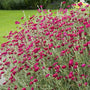 Silene coronaria 'Atrosanguinea Group'