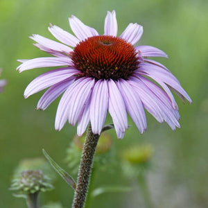 Echinacea purpurea 'Magnus' Perennial Bedding
