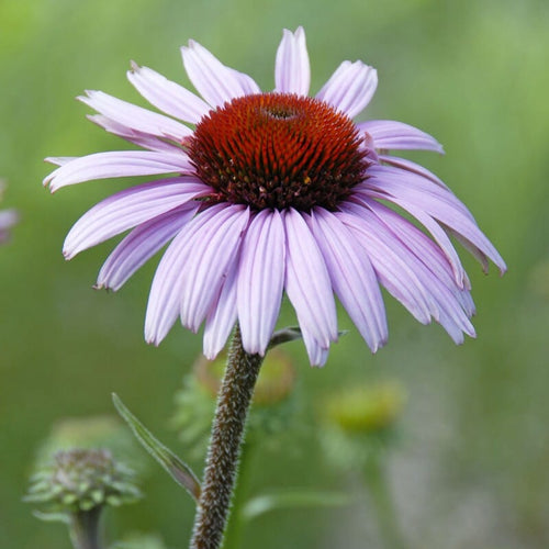 Echinacea purpurea 'Magnus' Perennial Bedding