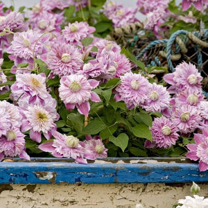 Clematis 'Josephine (Evijohill)' Climbing Plants