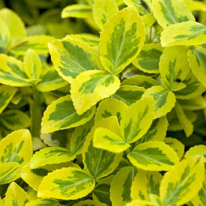 Patio Spindle Tree | Euonymus fortunei 'Emerald 'n Gold' Shrubs