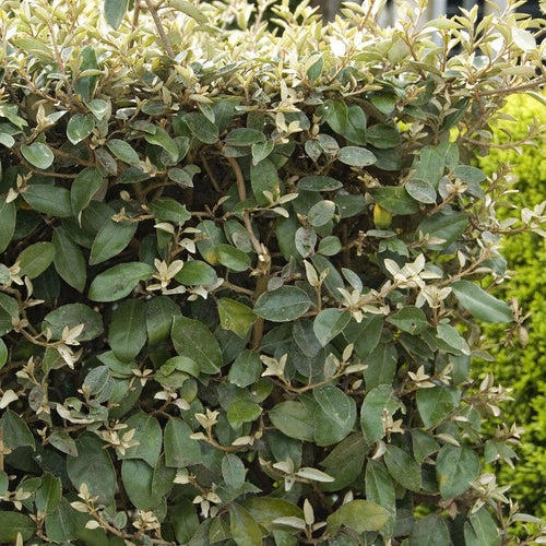 Pleached Ebbinge's Silverberry Tree | Elaeagnus x ebbingei Ornamental Trees