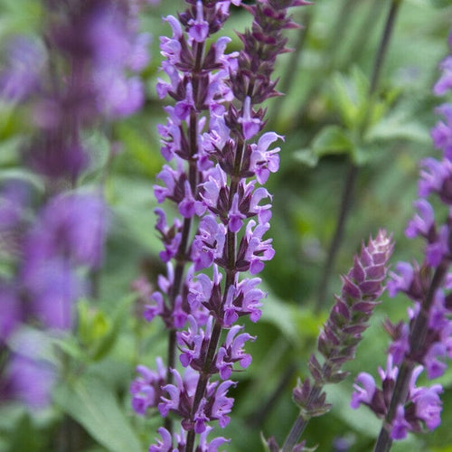 Salvia 'Amethyst' Perennial Bedding