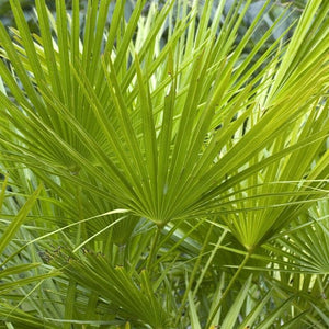 Hardy Fan Palm | Chamaerops humilis Shrubs