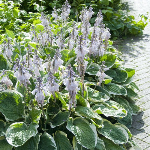 Hosta 'Minuteman'