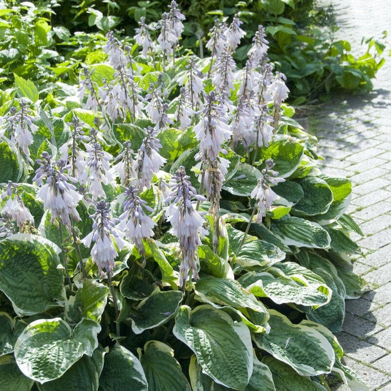 Hosta 'Minuteman'