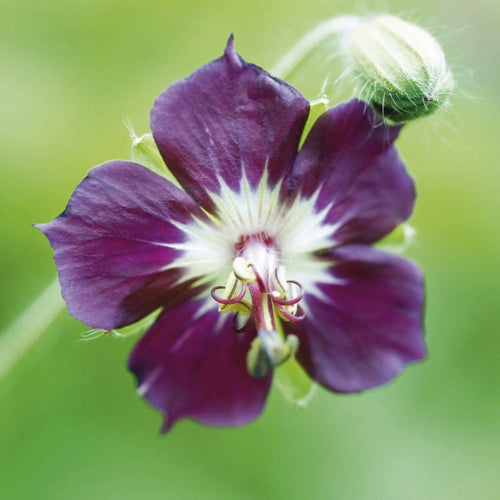 Geranium phaeum Perennial Bedding