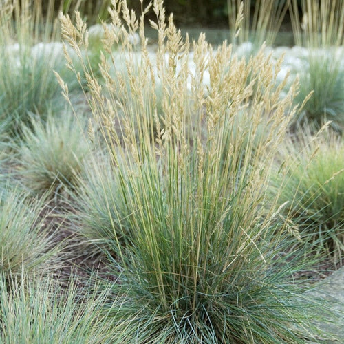 Blue Fescue | Festuca glauca 'Elijah Blue' Perennial Bedding