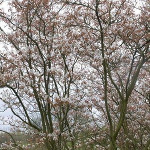 Serviceberry Tree | Amelanchier arborea 'Robin Hill' Ornamental Trees