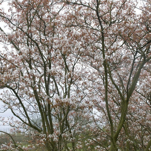 Serviceberry Tree | Amelanchier arborea 'Robin Hill' Ornamental Trees