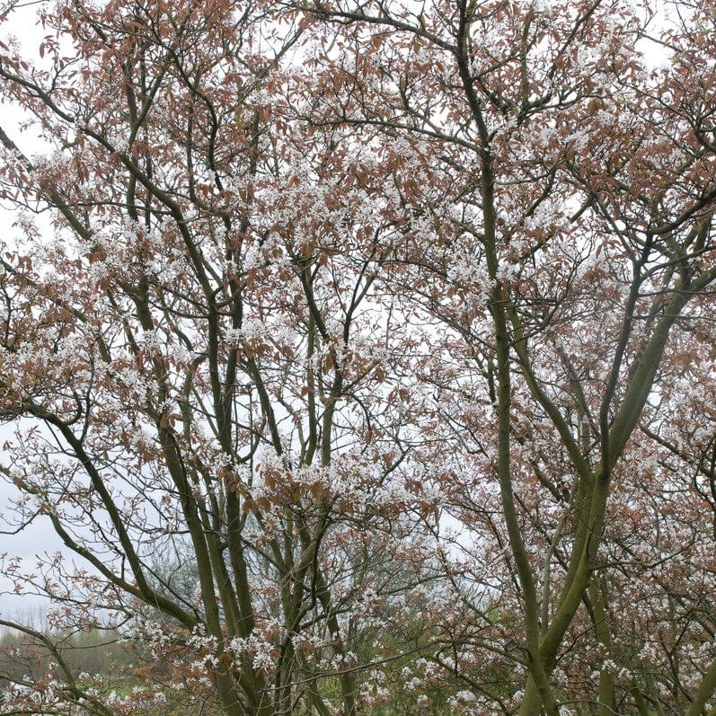 Serviceberry Tree | Amelanchier arborea 'Robin Hill' Ornamental Trees
