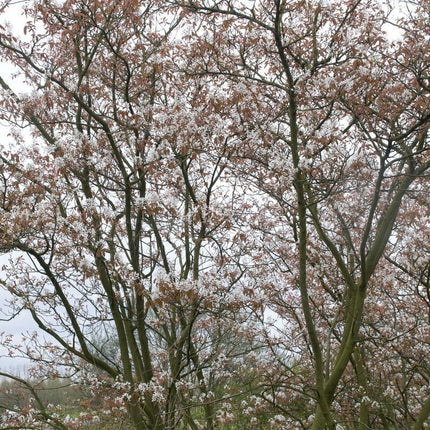 Serviceberry Tree | Amelanchier arborea 'Robin Hill' Ornamental Trees