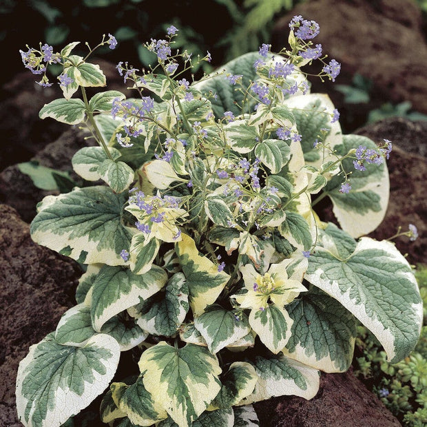Brunnera 'Variegata' Perennial Bedding