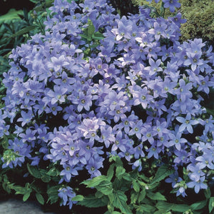 Campanula lactiflora 'Prichard's Variety' Perennial Bedding