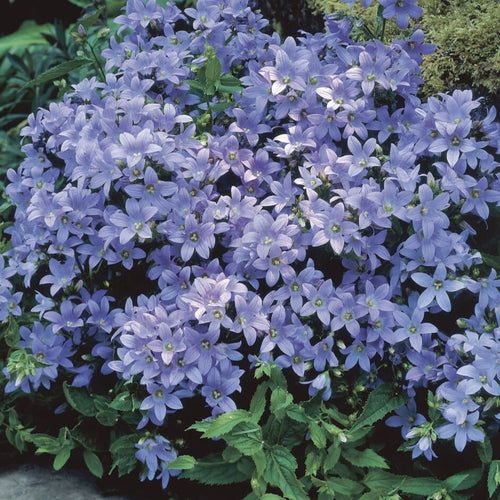 Campanula lactiflora 'Prichard's Variety' Perennial Bedding
