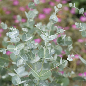 Patio Eucalyptus Tree | Eucalyptus gunnii 'Azura'® Ornamental Trees