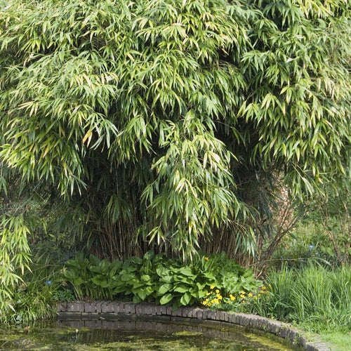 Arrow Bamboo | Pseudosasa japonica Shrubs