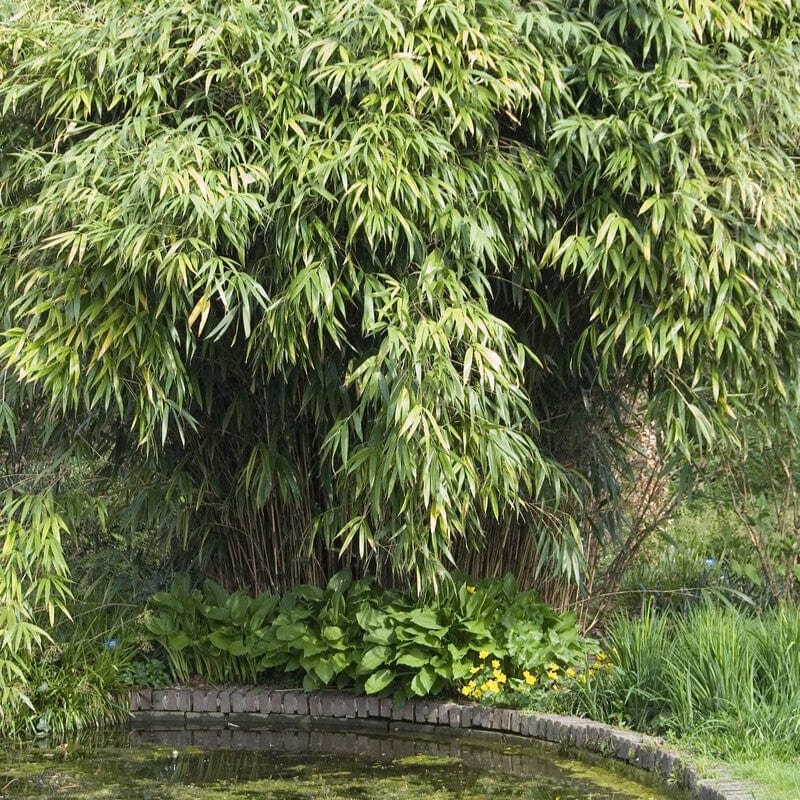 Arrow Bamboo | Pseudosasa japonica Shrubs