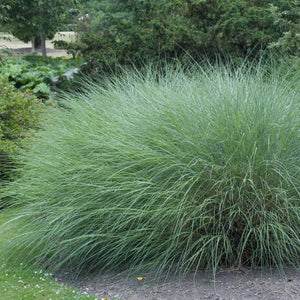 Miscanthus sinensis 'Gracillimus' Perennial Bedding