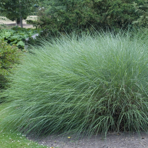 Miscanthus sinensis 'Gracillimus' Perennial Bedding