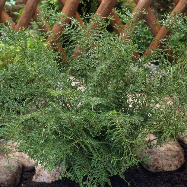 Lace Fern | Dryopteris Linearis Polydactila Perennial Bedding