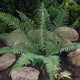 Crested Wood Fern | Cristata The King Perennial Bedding
